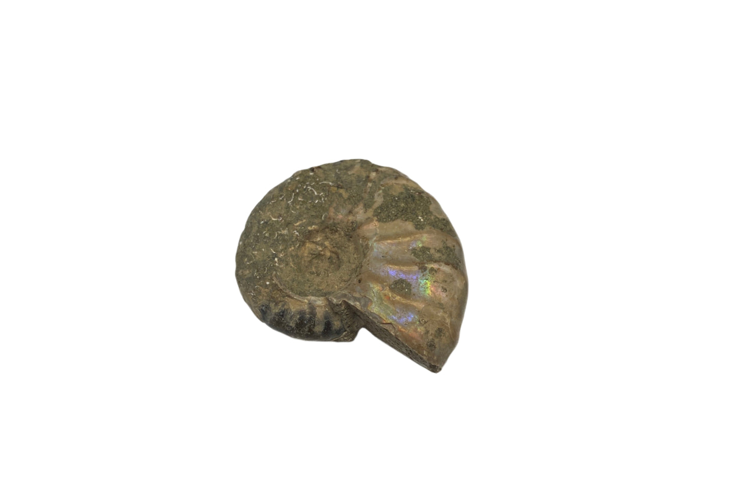 Fossils - Single - Ammonite (Small)