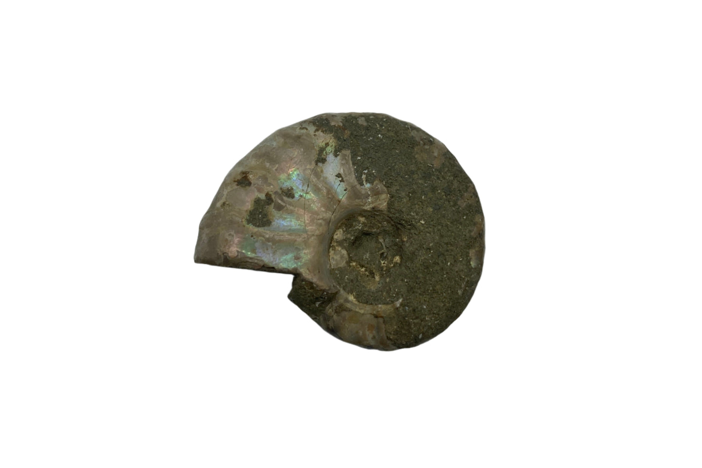 Fossils - Single - Ammonite (Small)