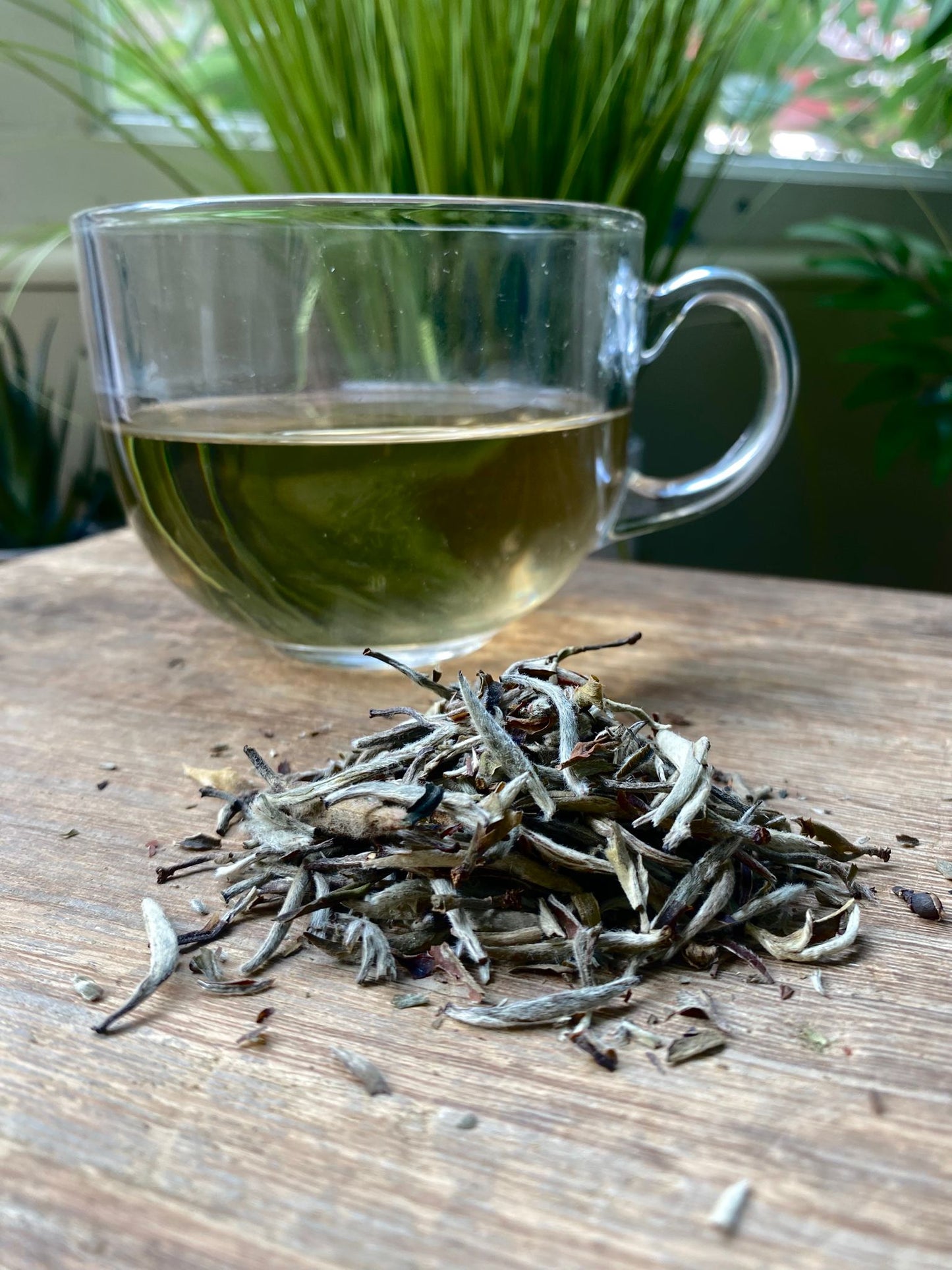 Tea - White - Jasmine Silver Needle