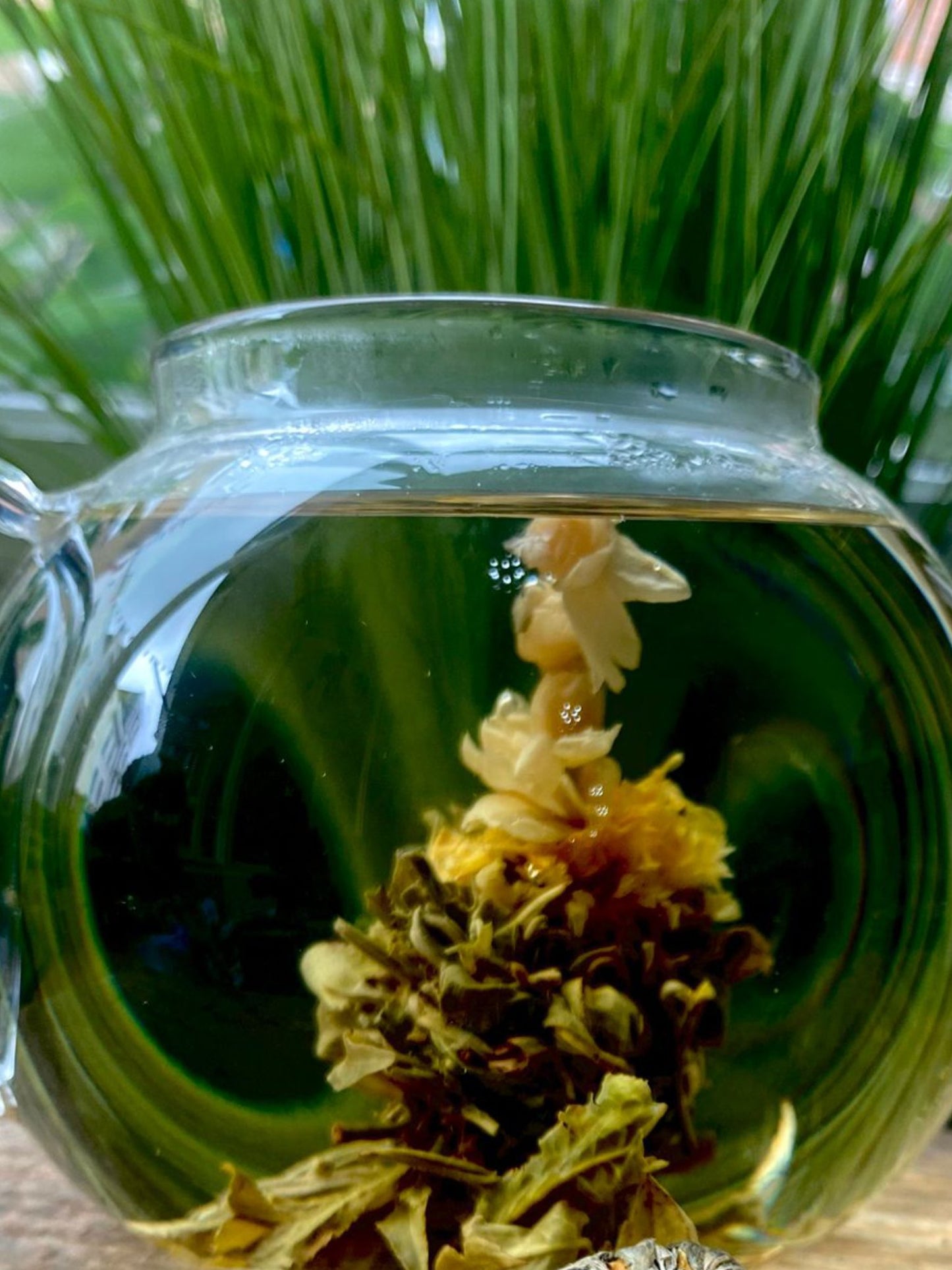 A glass teapot contains a Flowering Jasmine loose leaf tea blooming , with green leaves and white-yellow flowers expanding in clear water against a backdrop of lush green plants.