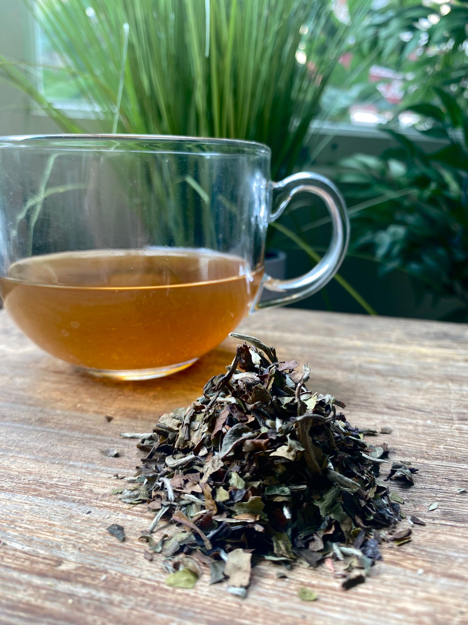 Clear glass mug with maries pai mu tan tea and a pile of tea leaves on a wooden surface with plants in the background