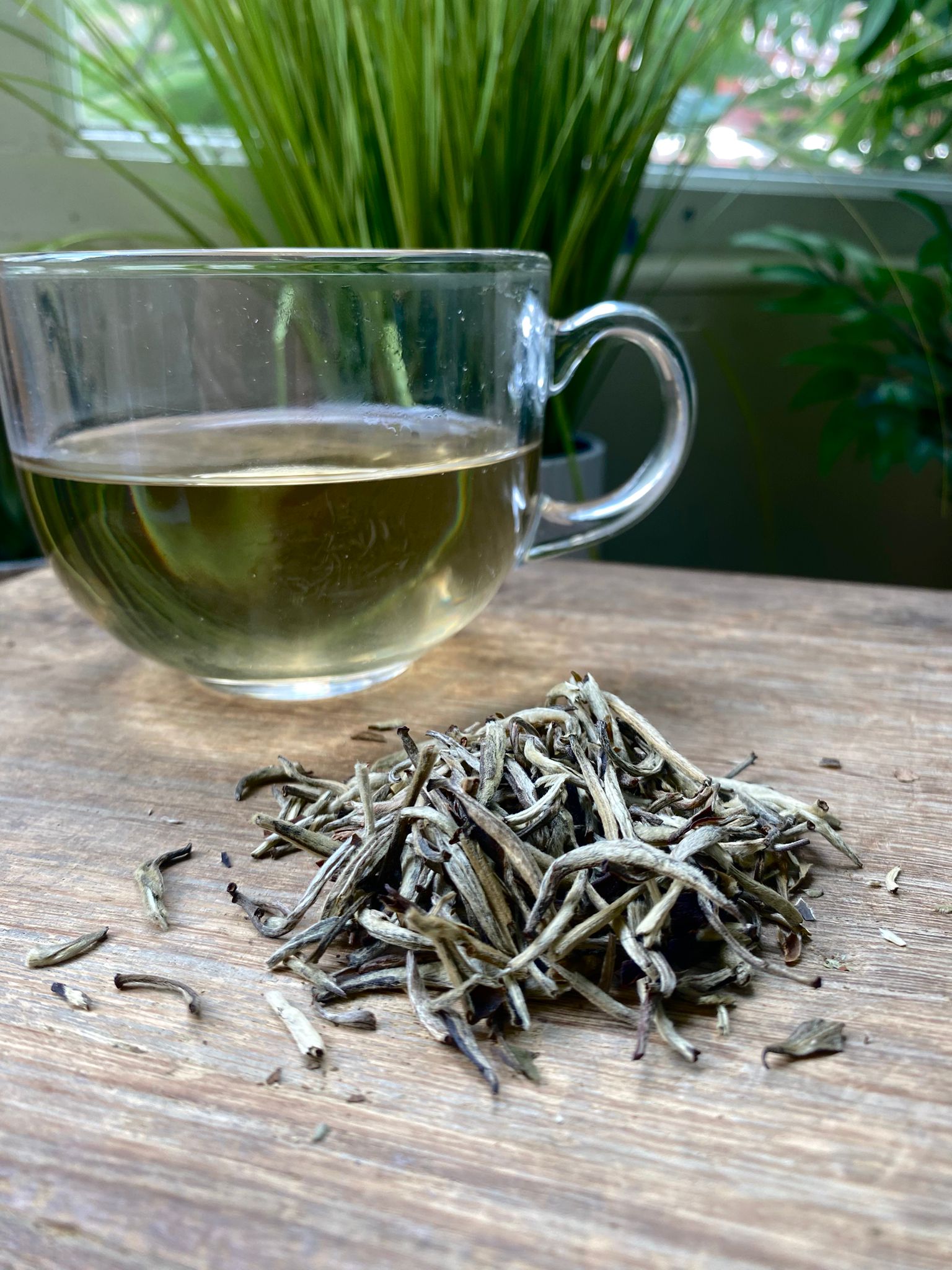 Clear glass cup of maries silver needle loose leaf tea with leaves on a wooden surface, plants in the background