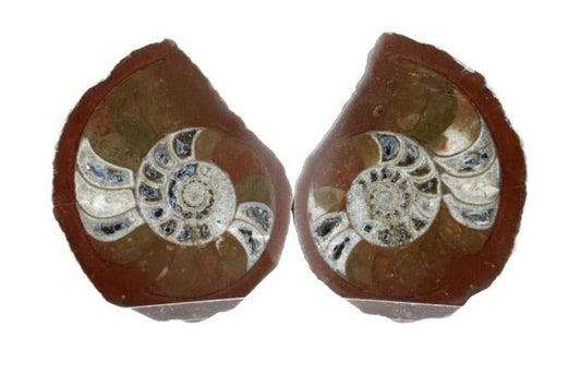 Fossils - Ammonite Pair (6-7cm)