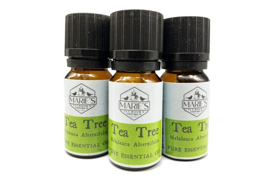 Essential Oil - Tea Tree - 10ml