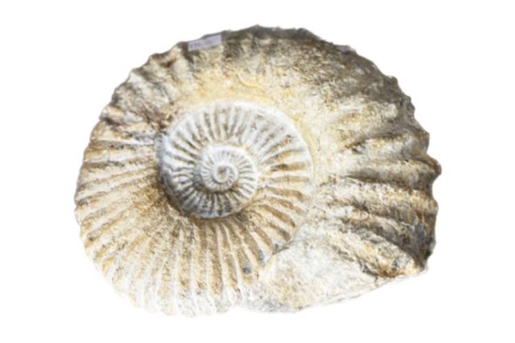 Fossils - Ammonite, Acanthoceras (Large)