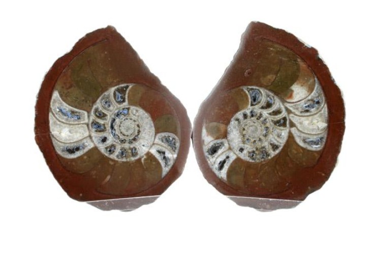 Fossils - Ammonite Pair (8-10cm) 
