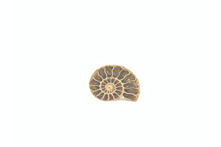 Fossils - Ammonite Small
