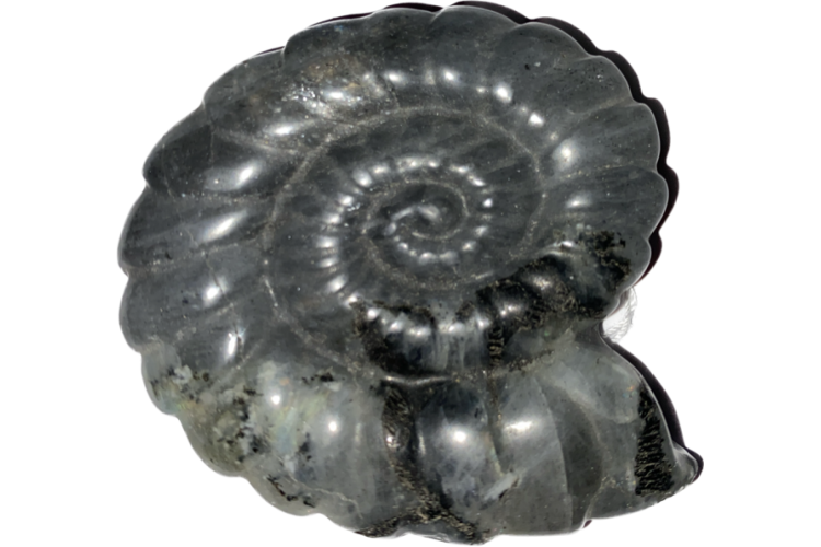 Carved - Shell - Larvikite